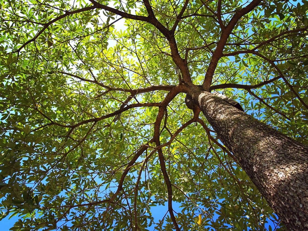 Houd je bomen gezond met behulp van een boomverzorgingsbedrijf